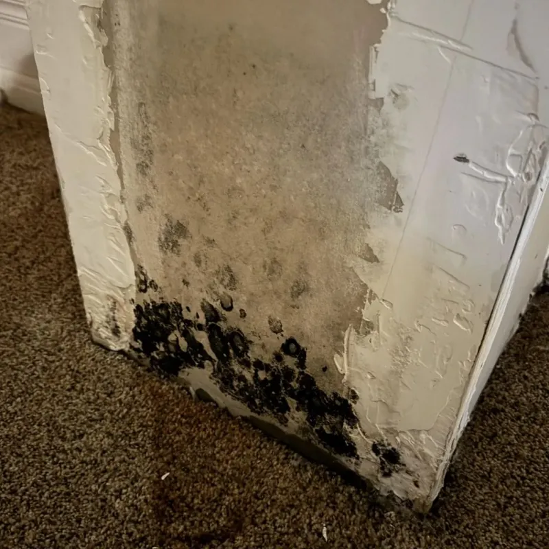 Professional Mold Removal in Harrison County, MO